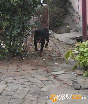 monta rottweiler rasa pura