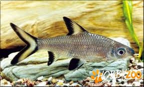 Balantiocheilus Melanopterus