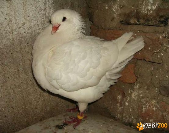 porumbei king de vanzare