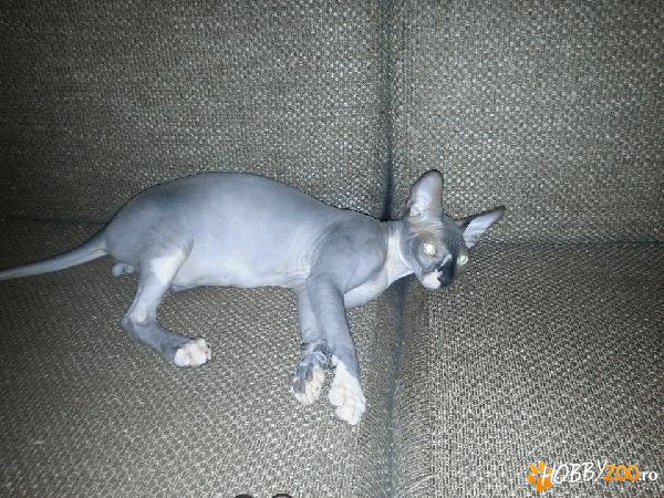 pui sphynx disponibil