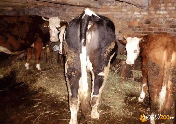 Vand juninca  Holstein