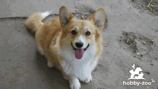 Pembroke Welsh Corgi