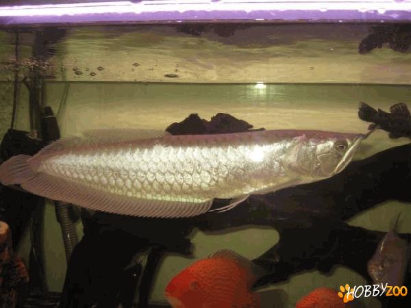 silver arowana Osteoglossum