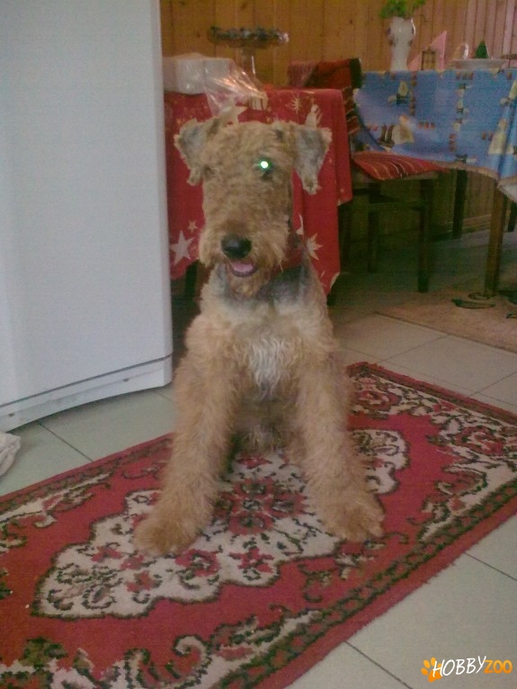 Pierdut catel de vanatoare