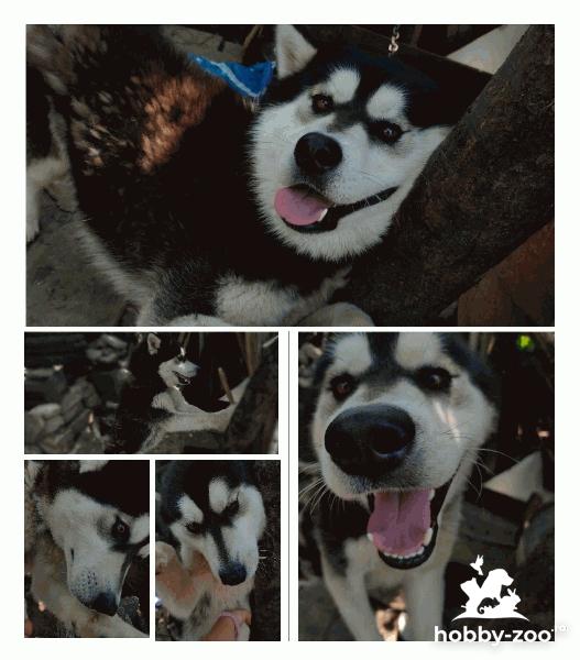 Vând Husky siberian (ochi caprui)