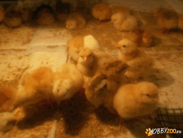 Vindem puicute de oua,Isa Brown