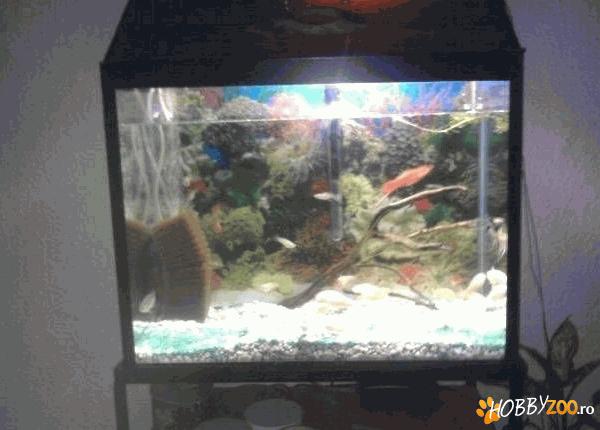 acvariu cu pesti foarte frumos