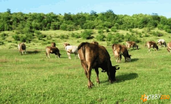 Furaje  granulate pentru bovine