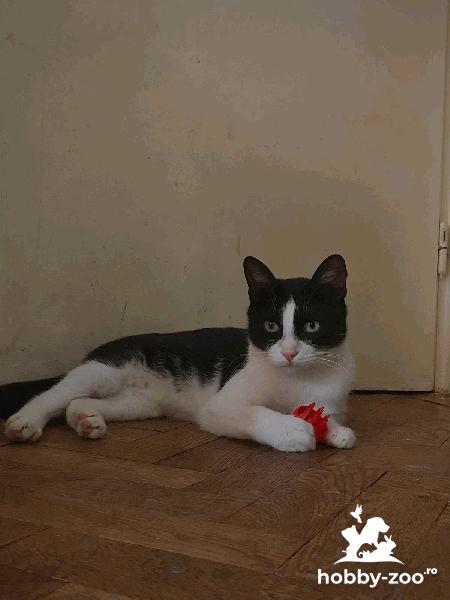 Motănelul Felix caută o familie sunati la +40 722 272 931