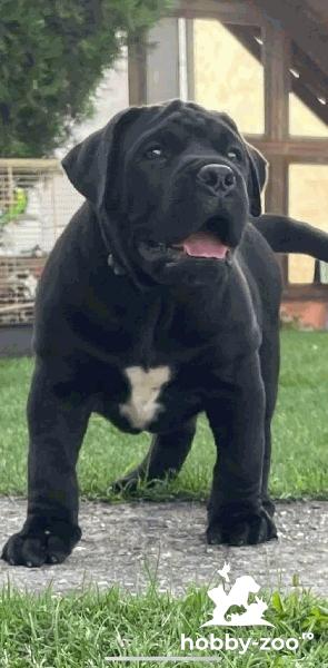 Mastiff sud-african Boerboel cățeluși
