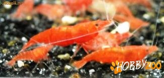 creveti sakura fire red