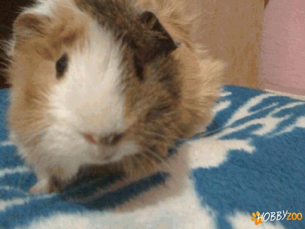 porcusor de guinea mascul