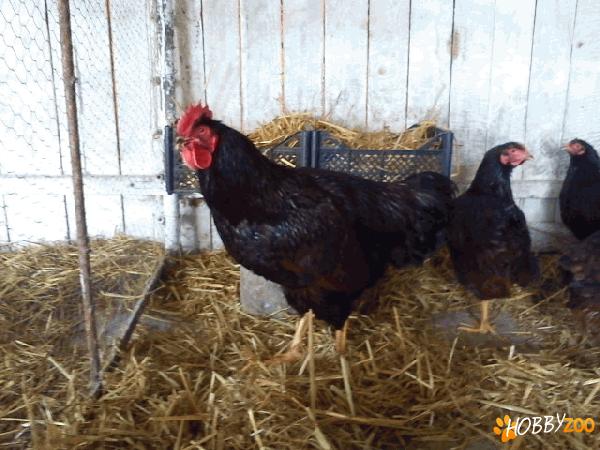 Gaini de rasa.Bucuresti