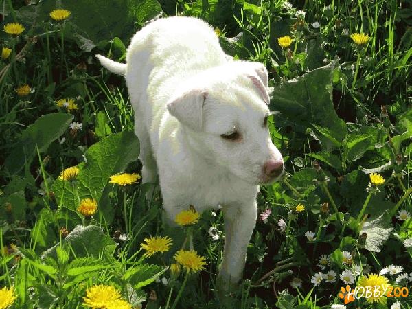 Metis labrador alb mascul