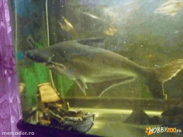 Pangasius de acvariu (rechin)