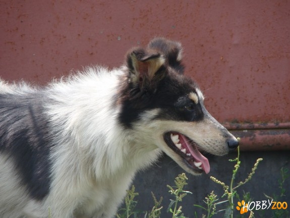Mascul tanar metis collie