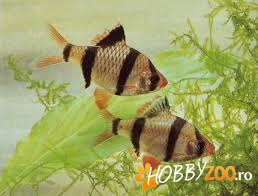  Barbus tetrazona Mreana tigru