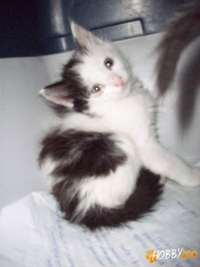 Donez motanel Maine Coon