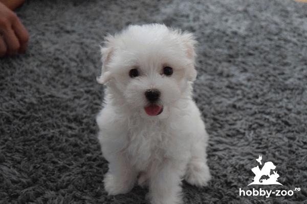 Cățel Bichon maltez alb