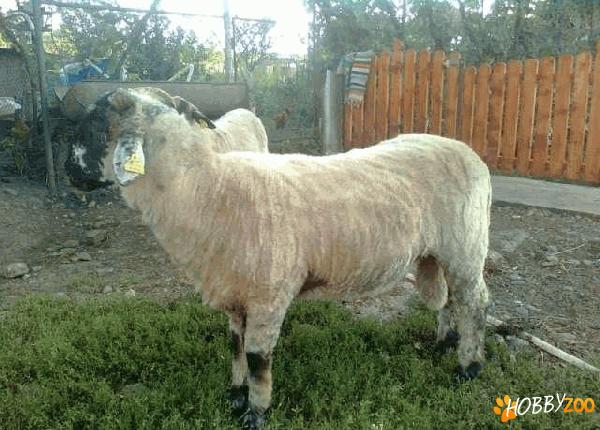 berbeci rasa metis suffolk