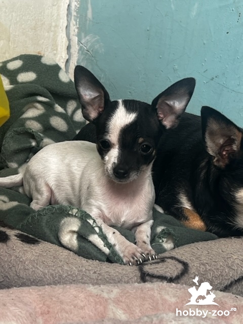 Mascul rasa Chihuahua toy