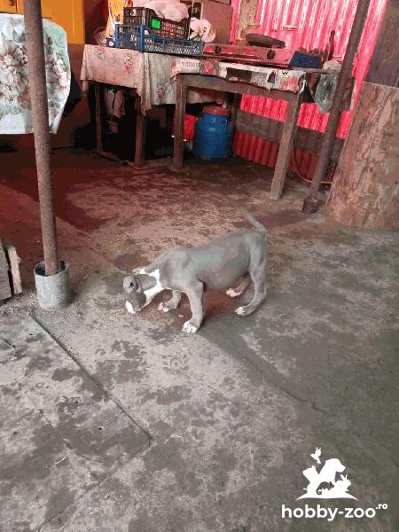 De vanzare Amstaff Blue 