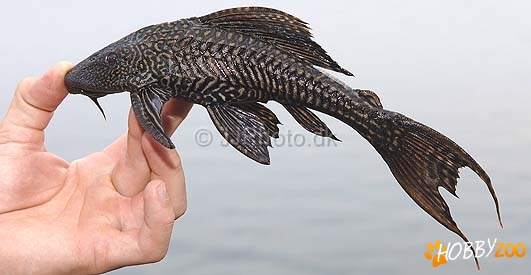 Pterygoplichthys pardalis