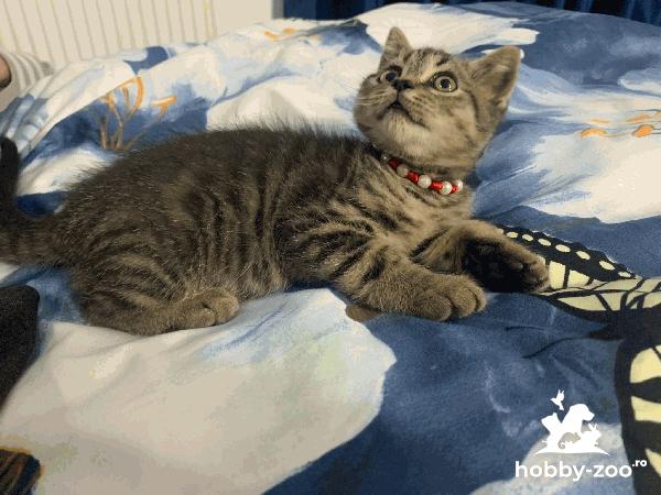 Puiuti British Shorthair