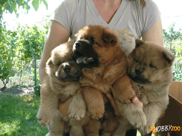 Pui Chow Chow  de vanzare