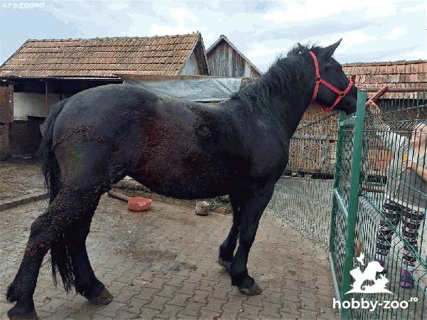 Vând iapa semigrea gestantă