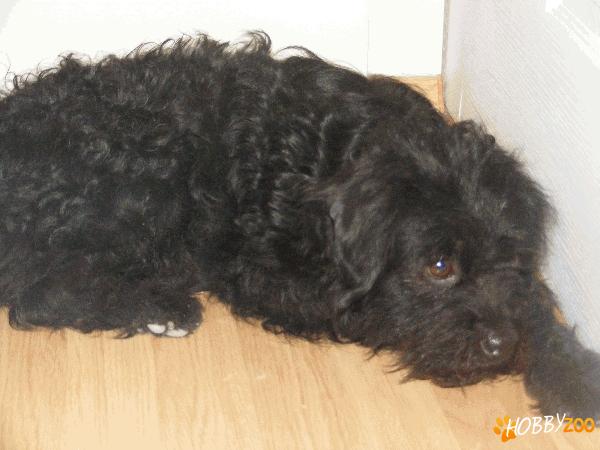 Pierdut caine Comuna Berceni