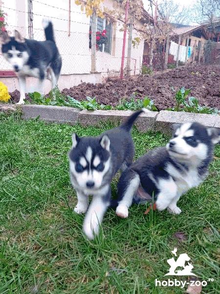 Husky Siberian cautam familie iubitoare la curte