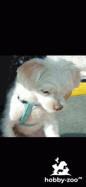 GRATUIT Caine Bichon Maltese spre Adopție 