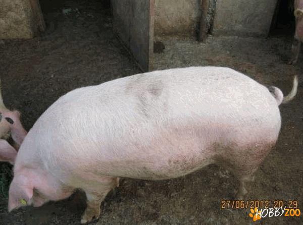 Porci de carne Marele alb