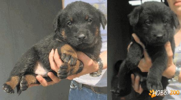 Metisi CIOBANESC CU ROTTWEILLER spr