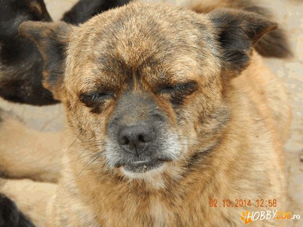 adoptie caine asociatia robi  