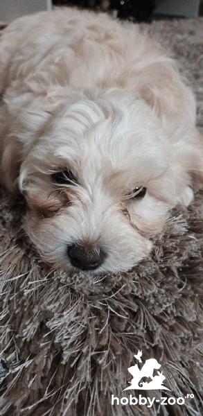 Bichon maltez Benjii