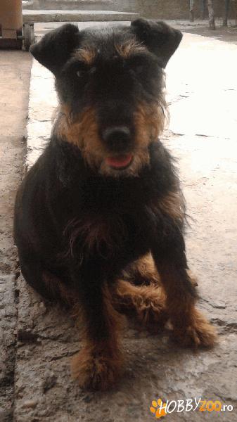 PIERDUTA FEMELA JAGD TERRIER