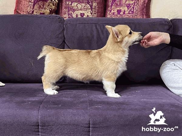 Welsh Corgi Pembroke căței