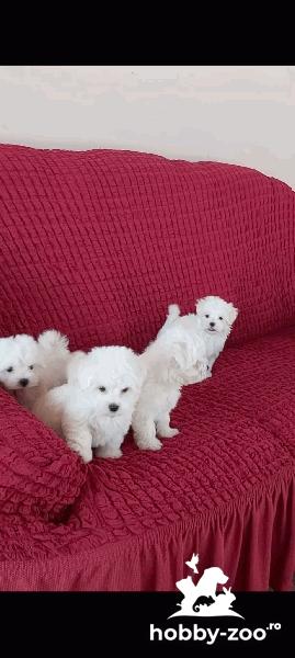 De vanzare pui bichon maltese