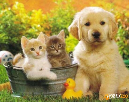 Servicii animale Pet Sitter 