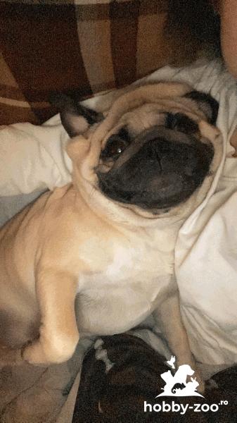 Montă pug mascul,2 ani jumătate.