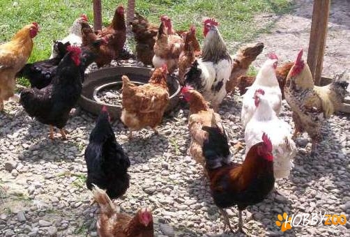 oua de consum ecologice