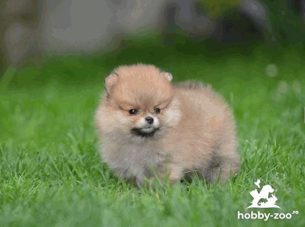 Pomeranian Spitz – Cățeluși frumoși