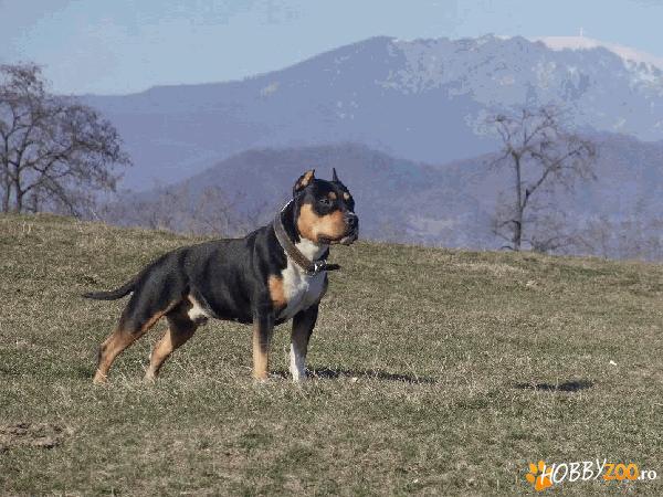 mascul amstaff pt monta