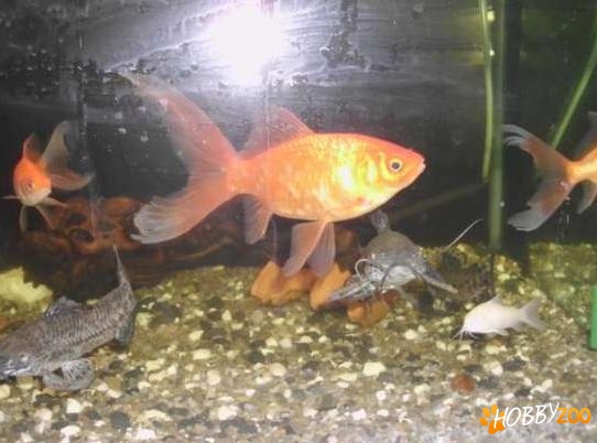 Carasi aurii voalati mari