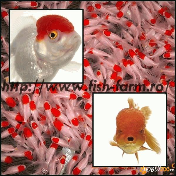 De Vanzare! Carasi Auri, Crap Koi