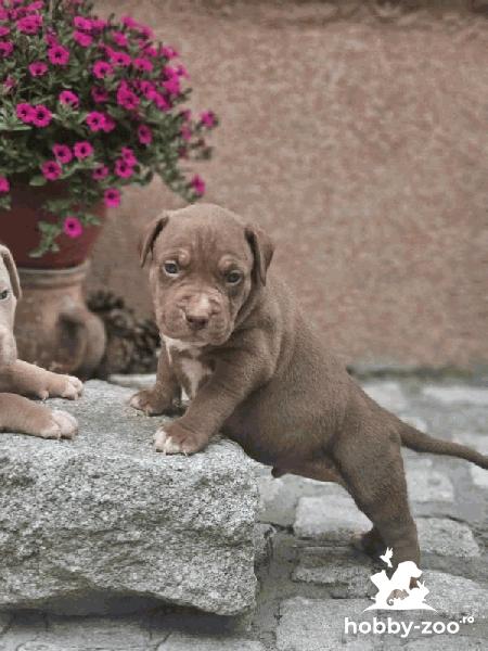 Pui de American Bully XL de vânzare