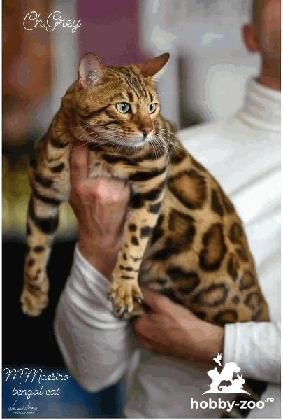 Pisicui Bengal de vânzare