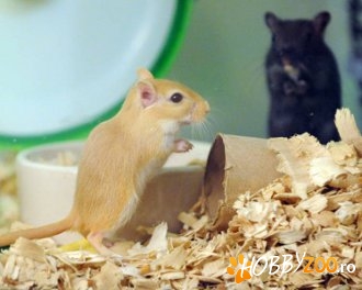 donatie gerbili mici de companie
